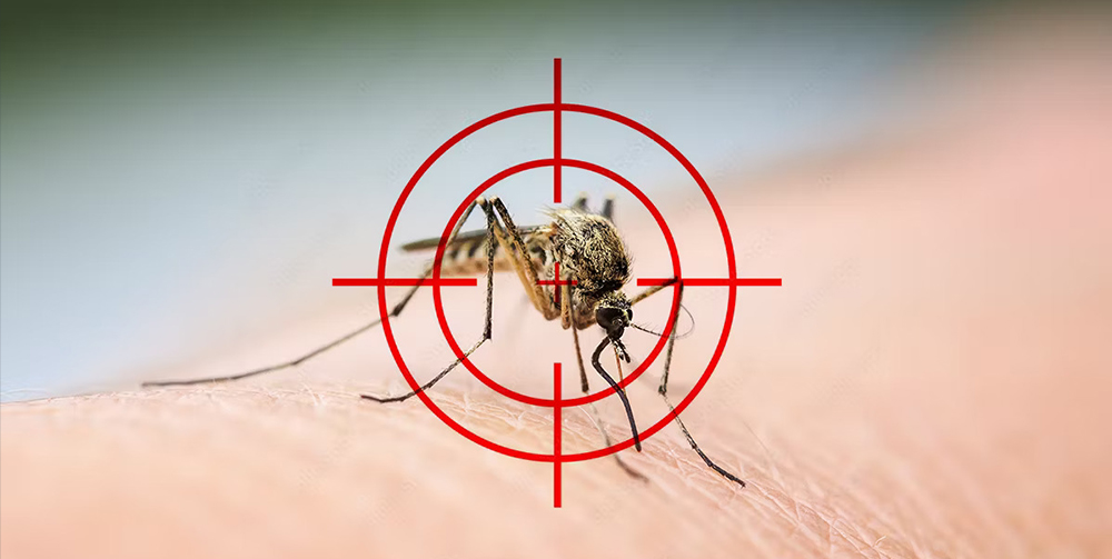  Guide to Eliminating Mosquitoes 