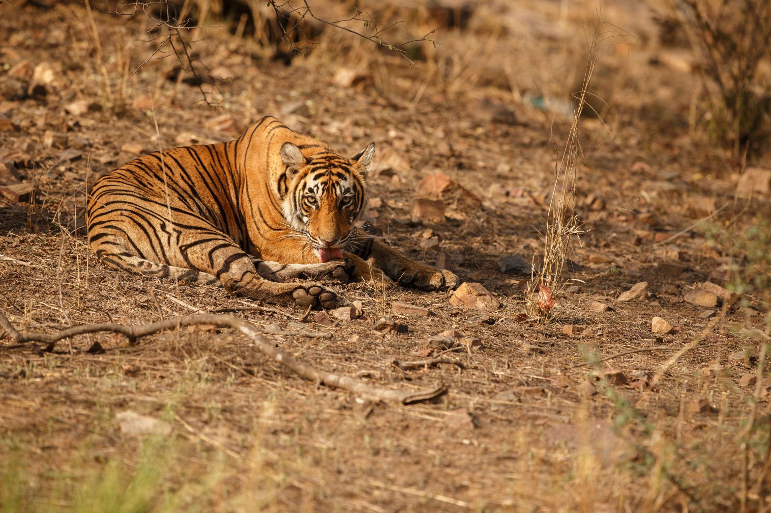 Best Time to Visit Ranthambore for Tiger Safaris