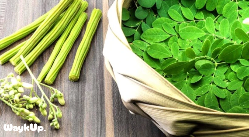 Drumstick (Moringa): Benefits, Uses & Nutrition Guide