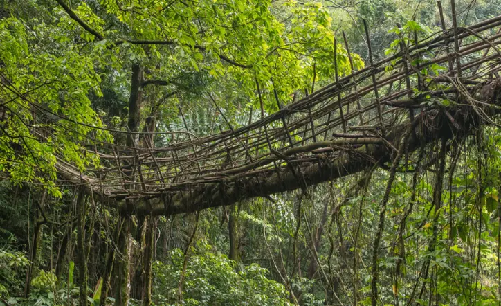 Living Root Bridges