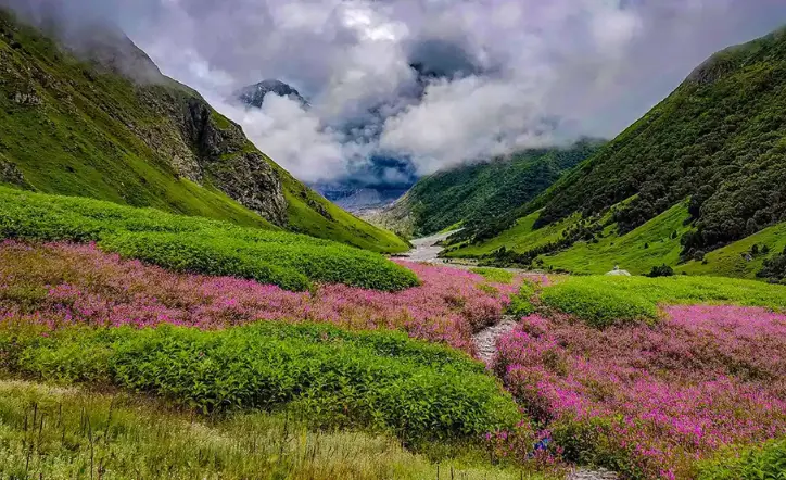 Valley of Flowers National Park