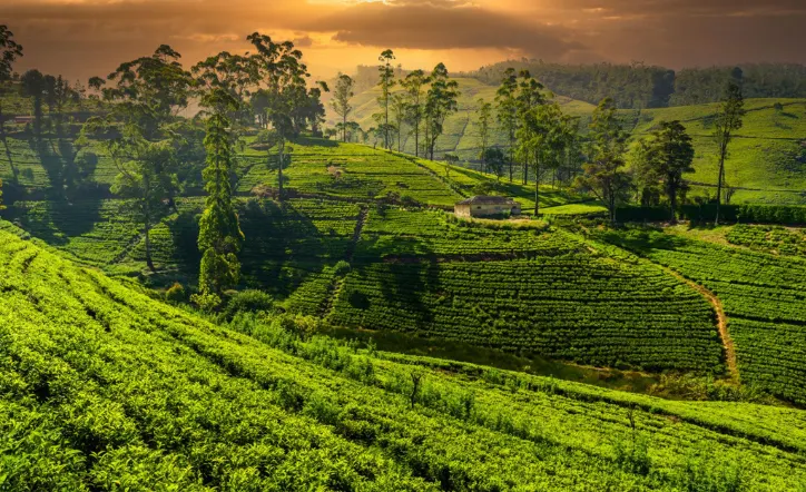 Sri Lanka (tea estates)